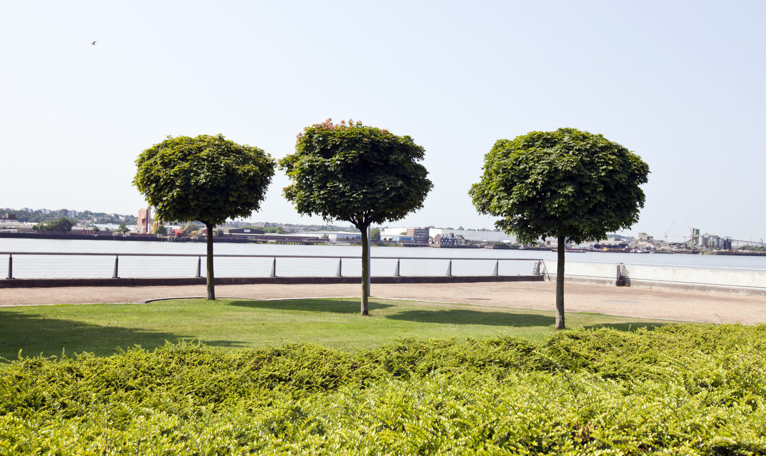 Three trees in small city by water